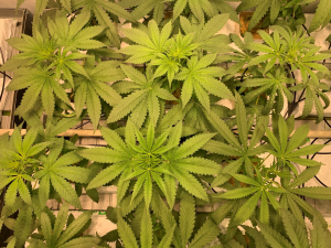 Cannabis plant